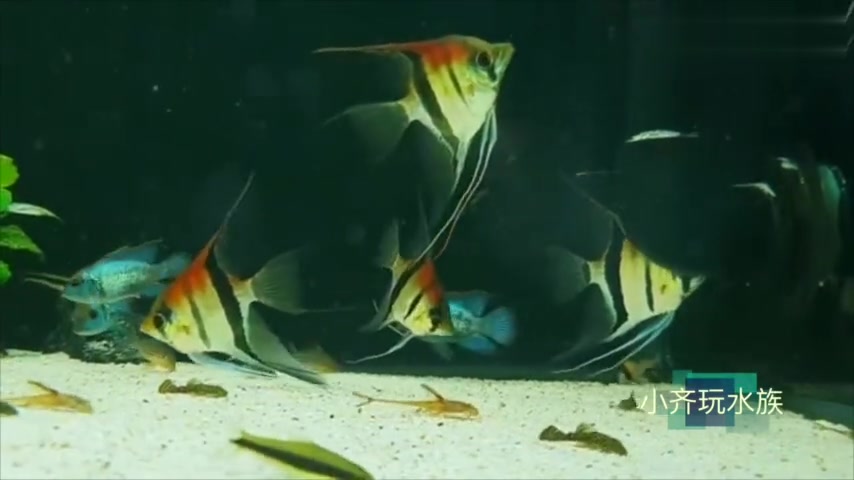 世界上最美的神仙鱼之一“圣伊莎贝尔”不接受反驳!