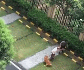 令人震惊!打死金毛犬被刑拘什么情况?详情始末曝光什么怨竟下此狠手