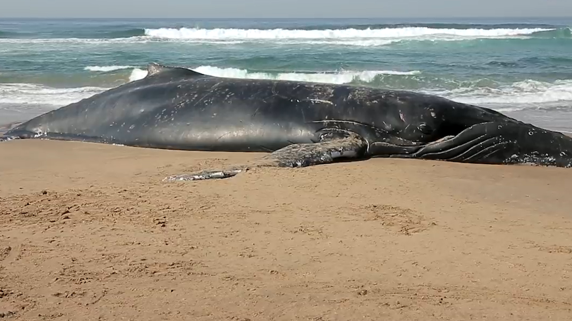 鲸鱼死后可以孕育整个生态系统,但你听说过死后会爆炸的鲸鱼吗?