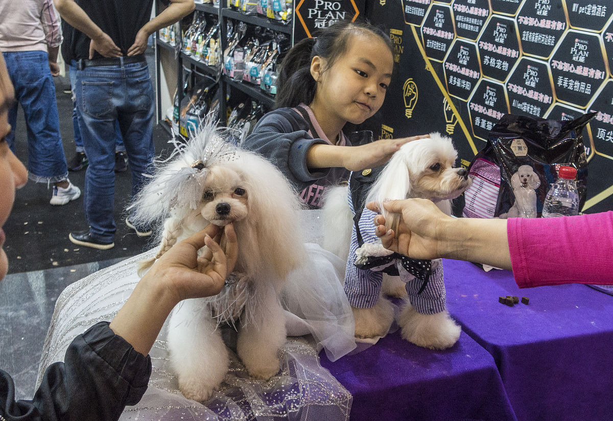 以宠物行为解读为主题拟定五条让用户和自己有关的软文标题