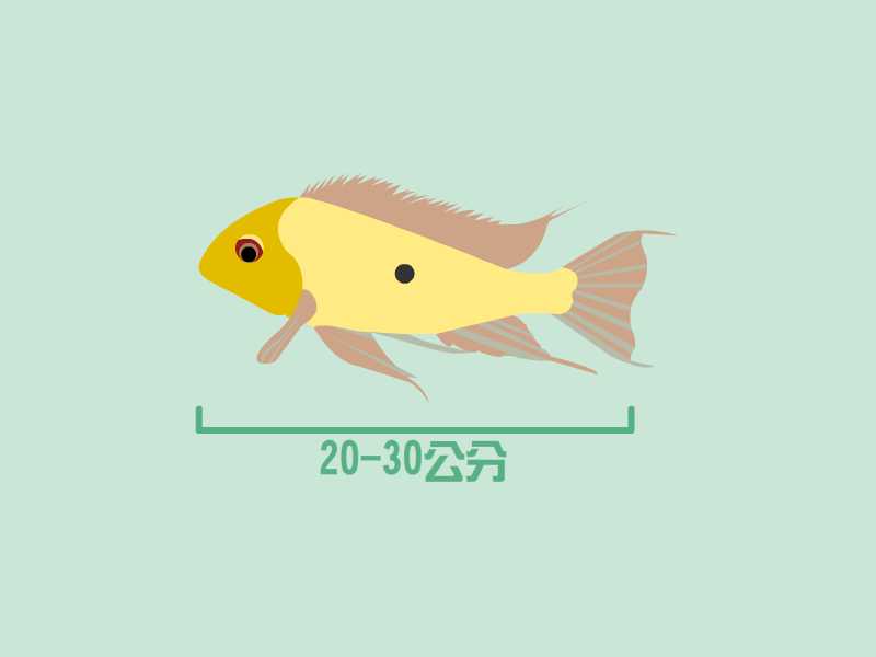 朱巴利是分布巴西、哥伦比亚、委内瑞拉