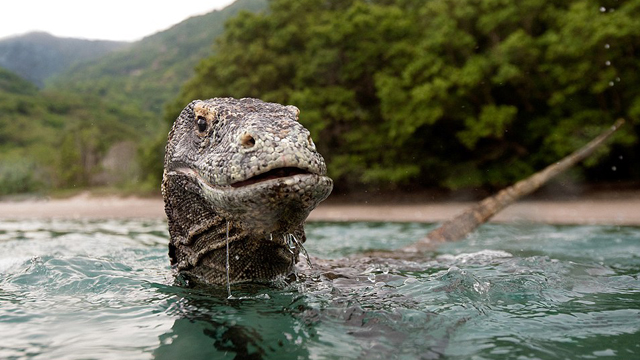 惊险!印尼摄影师近距离拍下科莫多巨蜥惊人照片