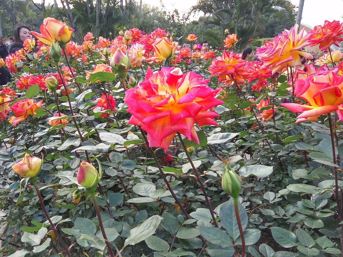 365天的花语对照表