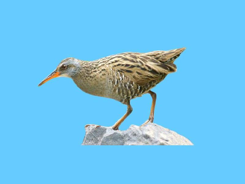 「秒懂百科」原来牙买加纯色秧鸡长这样