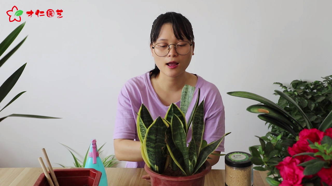 养虎皮兰,在土里丢点它,几个月不施肥,依然根强叶宽