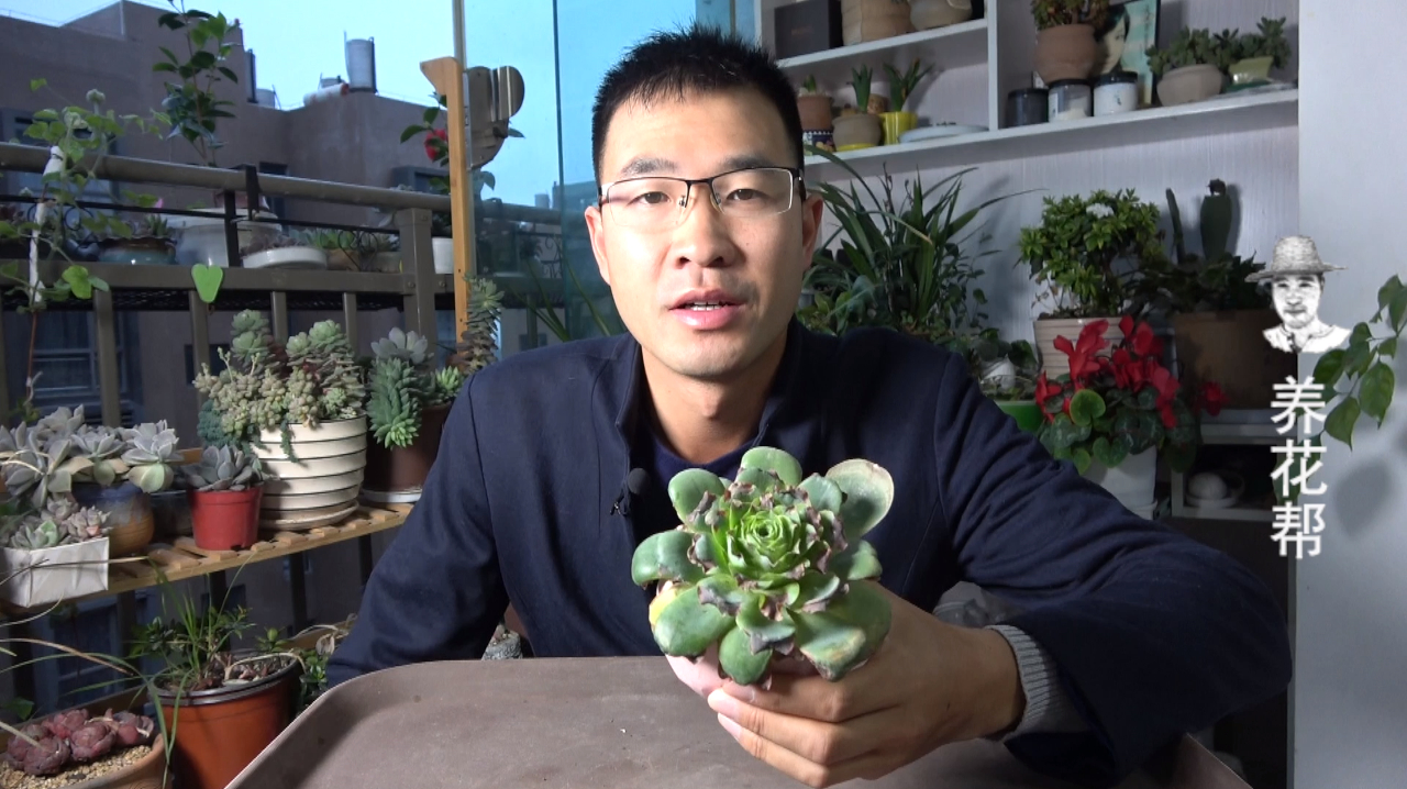 多肉山地玫瑰怎样养,夏天能恢复原状?