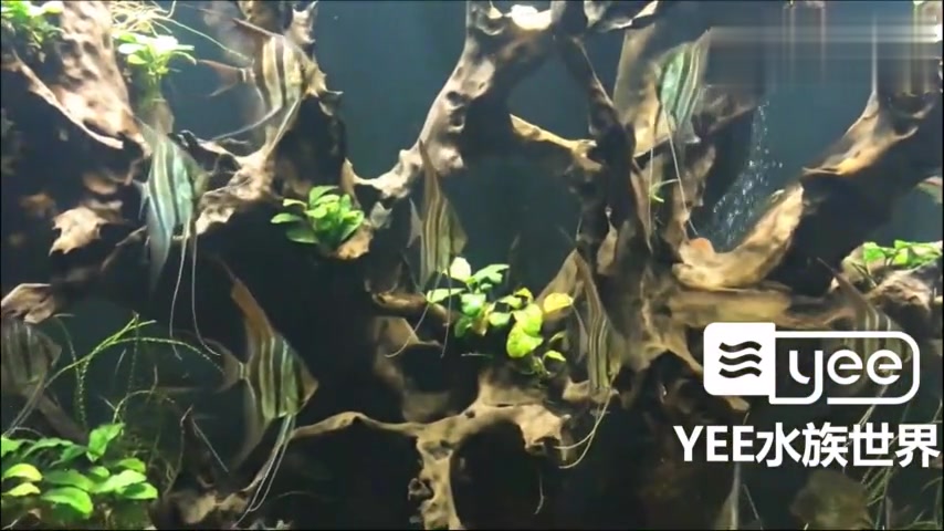 长高缸埃及神仙造景,很有安全感~