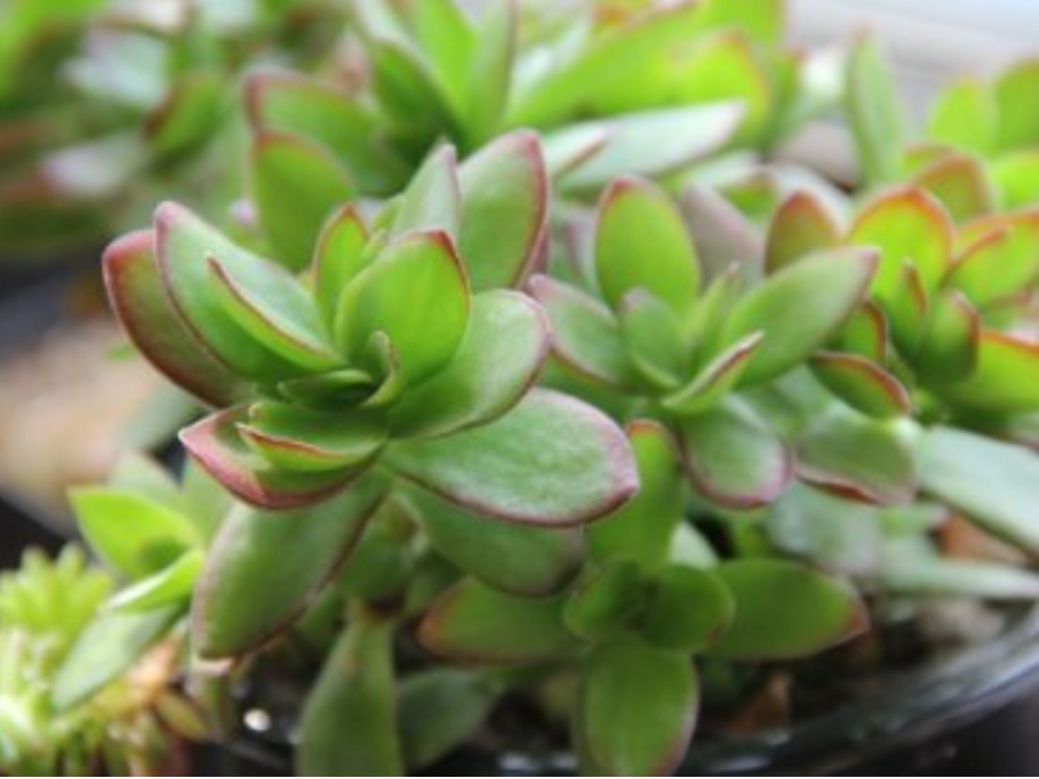 天狗之舞:属于景天科,是青锁龙属的多一种肉植物