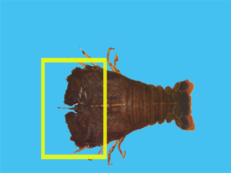 东方扁虾:福建俗称:虾排