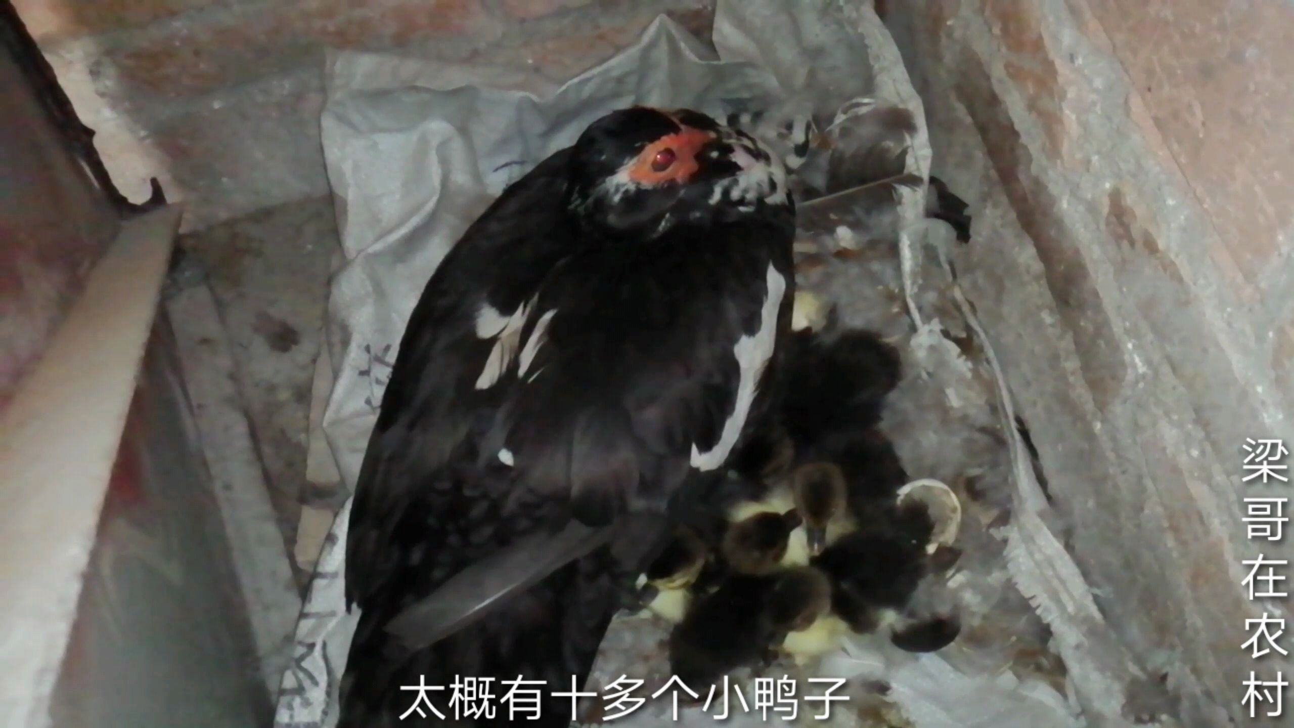 实拍西洋鸭孵化全过程,刚孵出的小鸭子太可爱了
