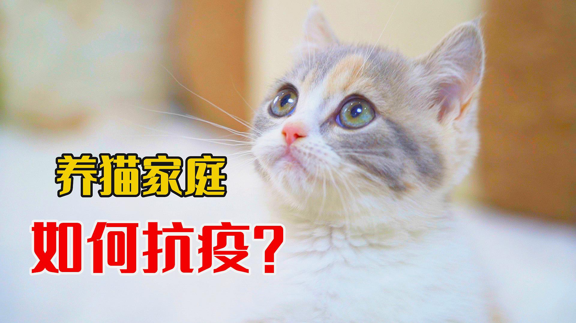 [图]家里养了猫咪，该怎么应对这次新型冠状病毒？