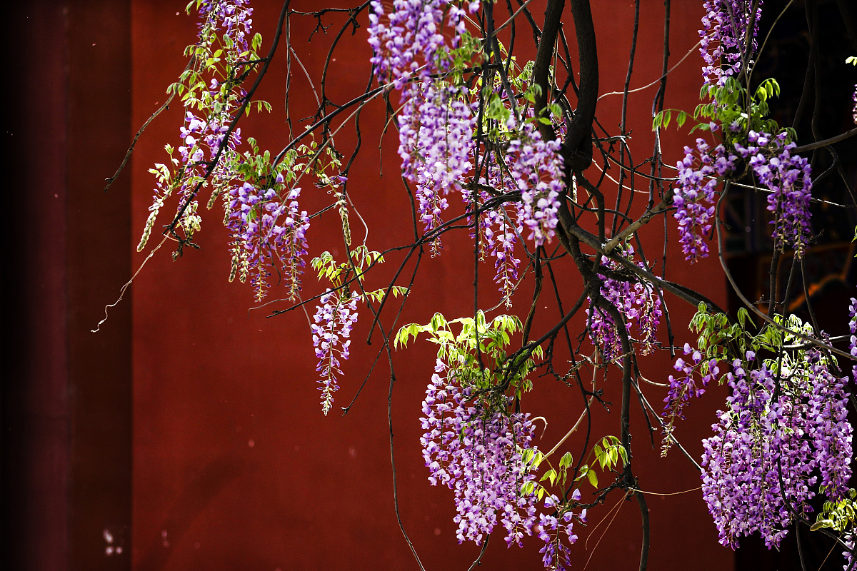 ***_***2018年4月24日,北京,孔庙内的紫藤花盛开,引起游人的关注.