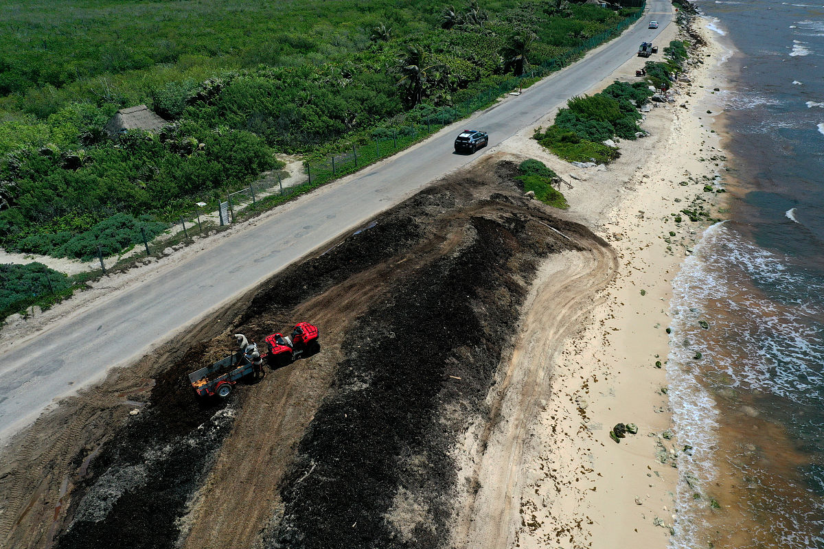 当地时间2019年6月15日,墨西哥tulum,马尾藻侵袭当地海岸.这种海藻使