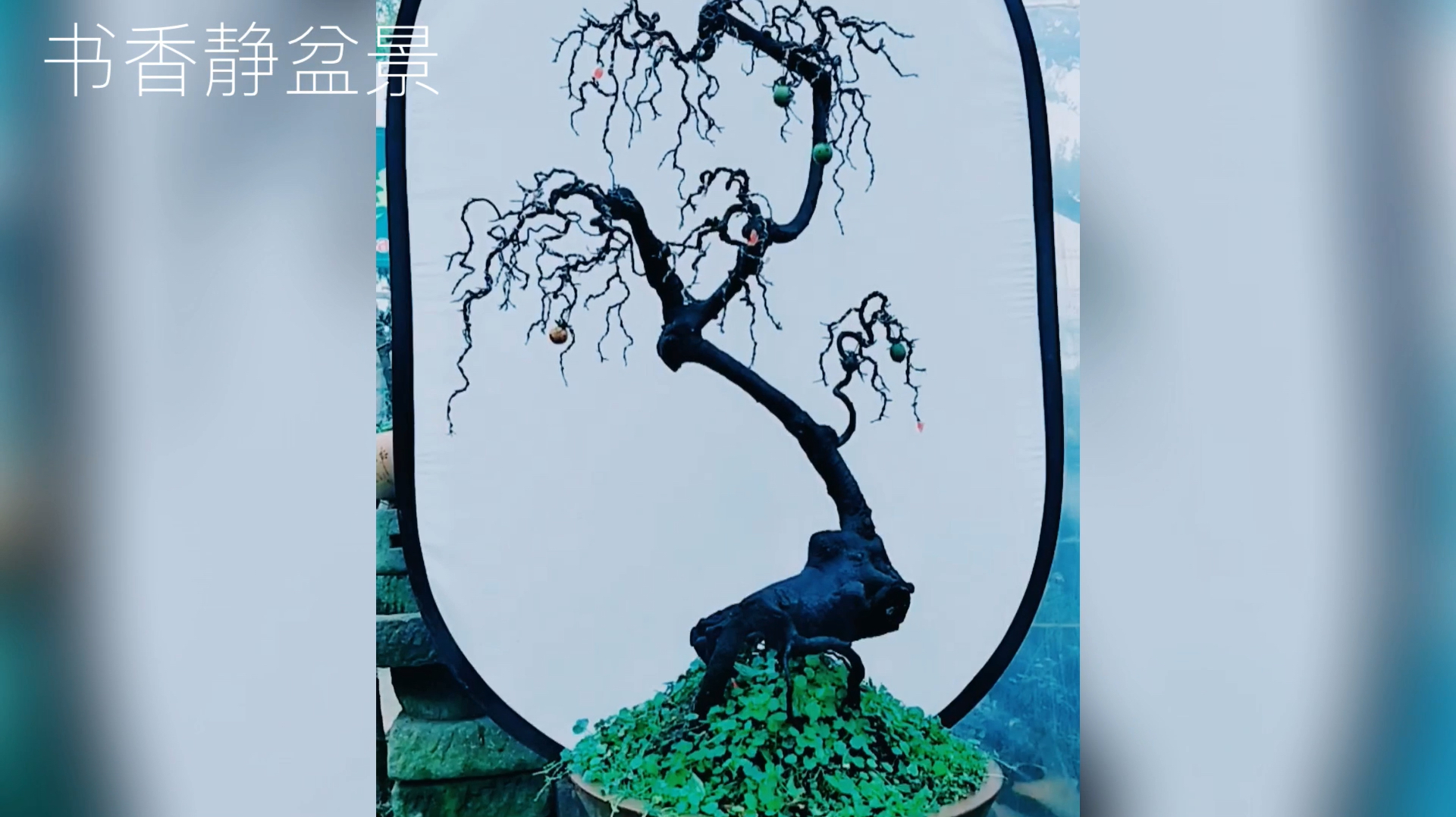 雅致飘逸的精品金弹子盆景欣赏,造型大方美观,古色古香!