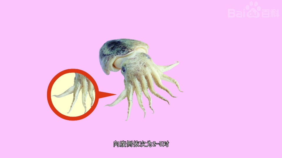 快速了解乌贼