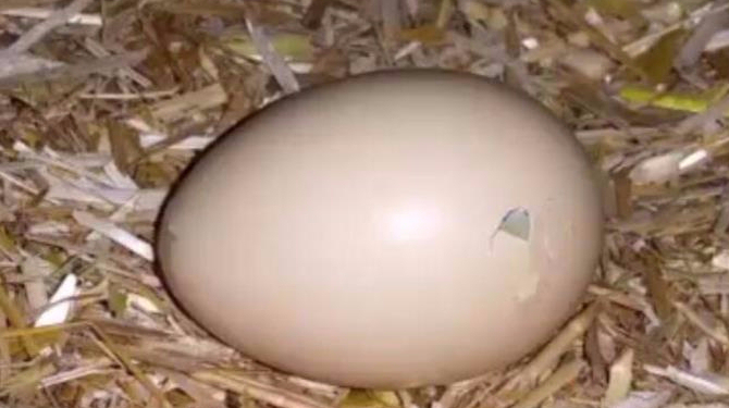 小鸡从破壳出来的那一瞬间,相信很多人都没有见过吧,好神奇!