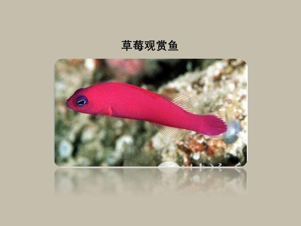 原来草莓观赏鱼长这样