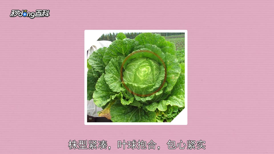 原来黄芽菜长这样