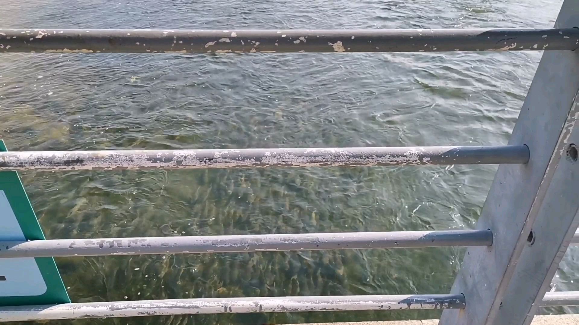 大家在深圳湾公园排水口看什么呢?