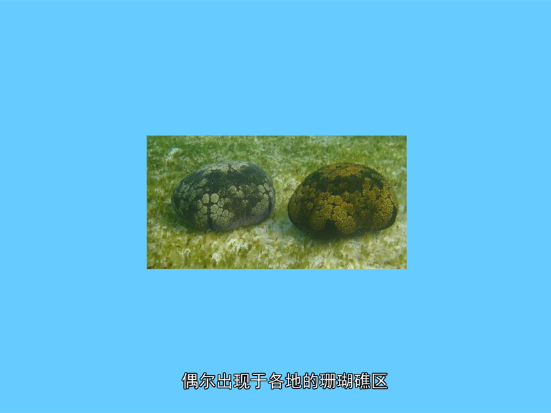面包海星:又称馒头海星,属于瘤星科的一种海星