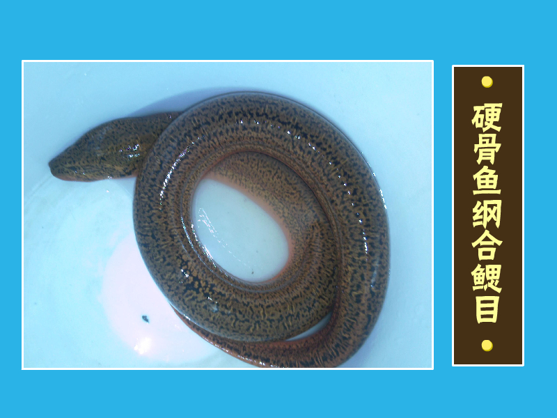 合鳃目:是硬骨鱼纲辐鳍亚纲的一个目鱼类