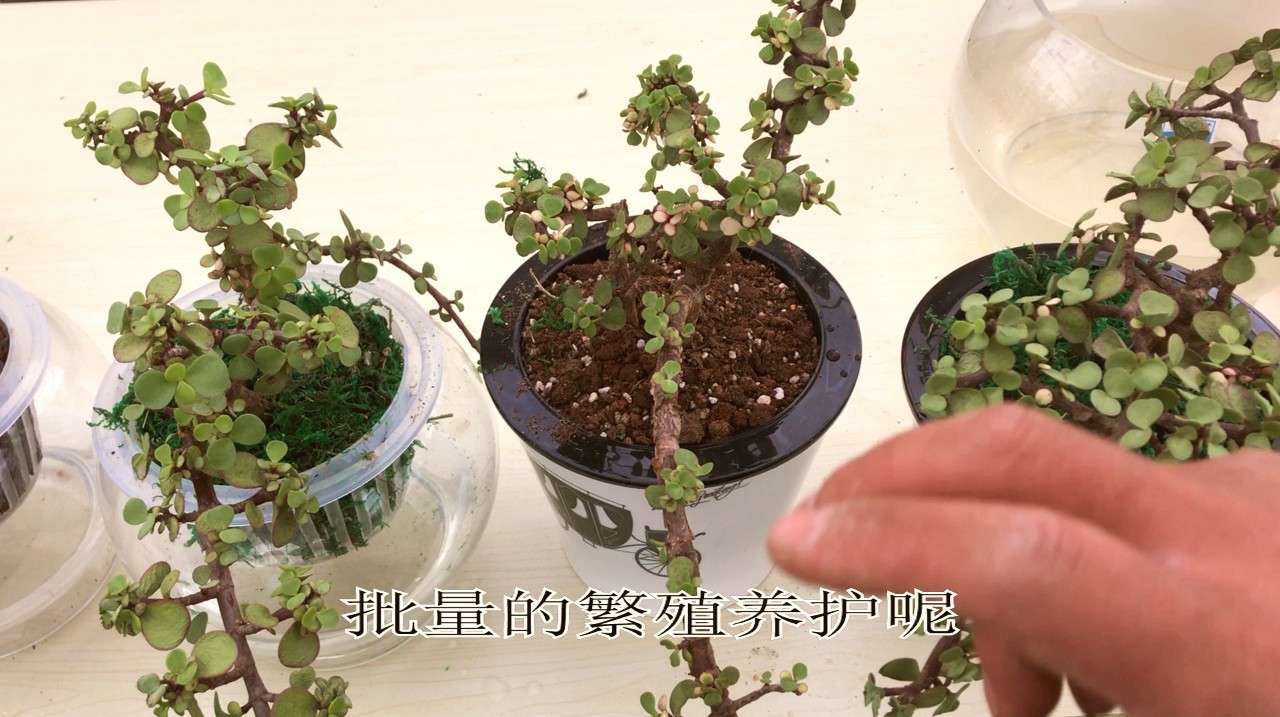 水培多肉第6期:金枝玉叶和雅乐之舞你能分清楚吗?养护也不一样