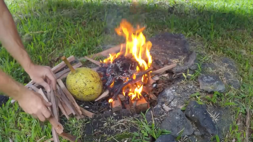世界上竟然真的有面包树的存在,摘下来就能吃,味道和面包一样