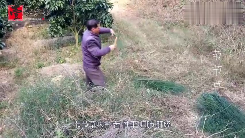 农村长得像竹子的野草,药用价值巨大,你认识吗