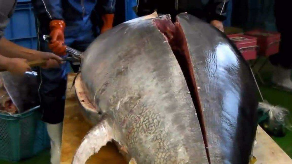 世界最昂贵的鱼,1条上千万被誉为海中熊猫,日本人吃到快要灭绝