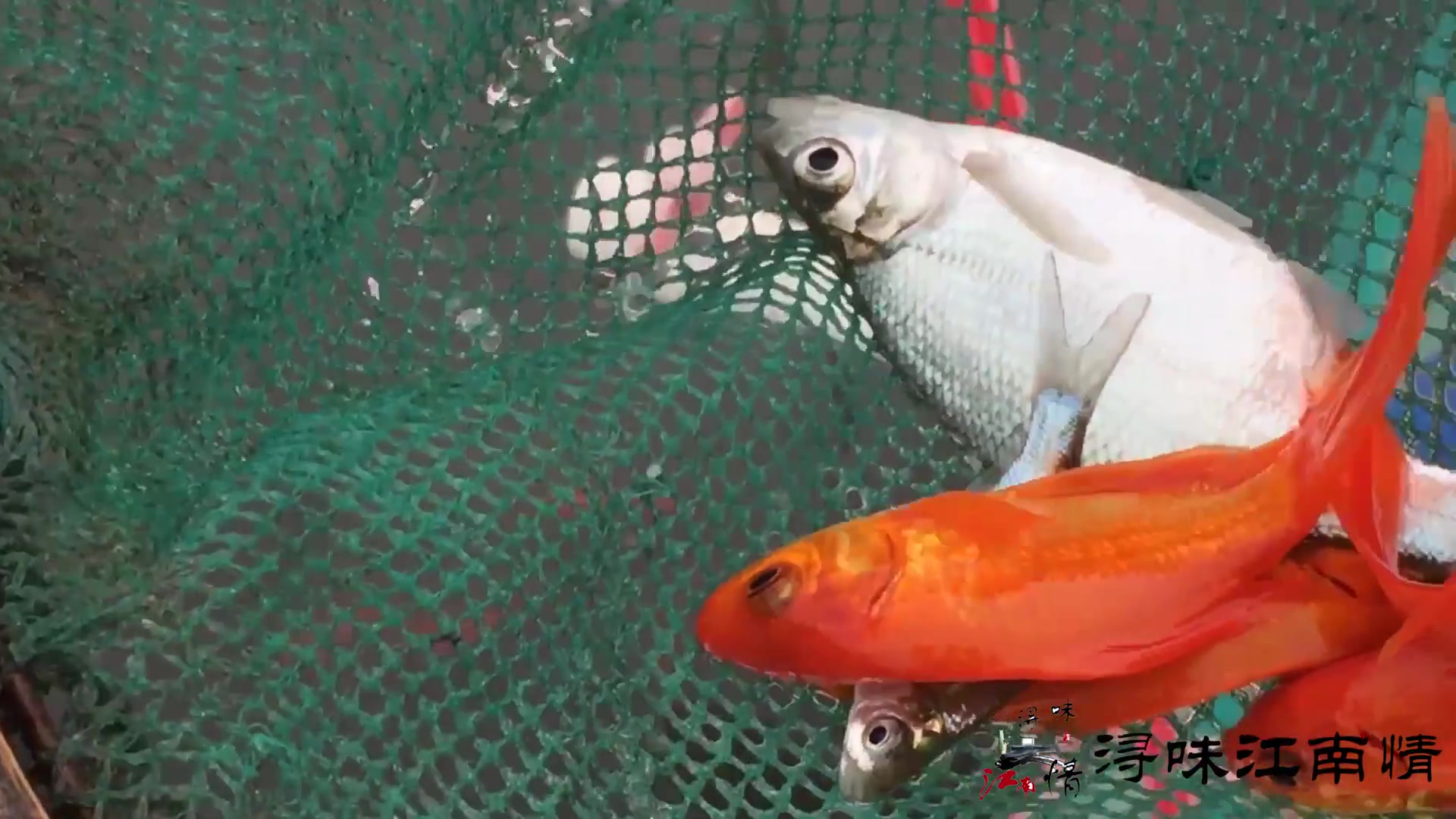 农村小伙带你见识网箱养鱼,分享养殖经验