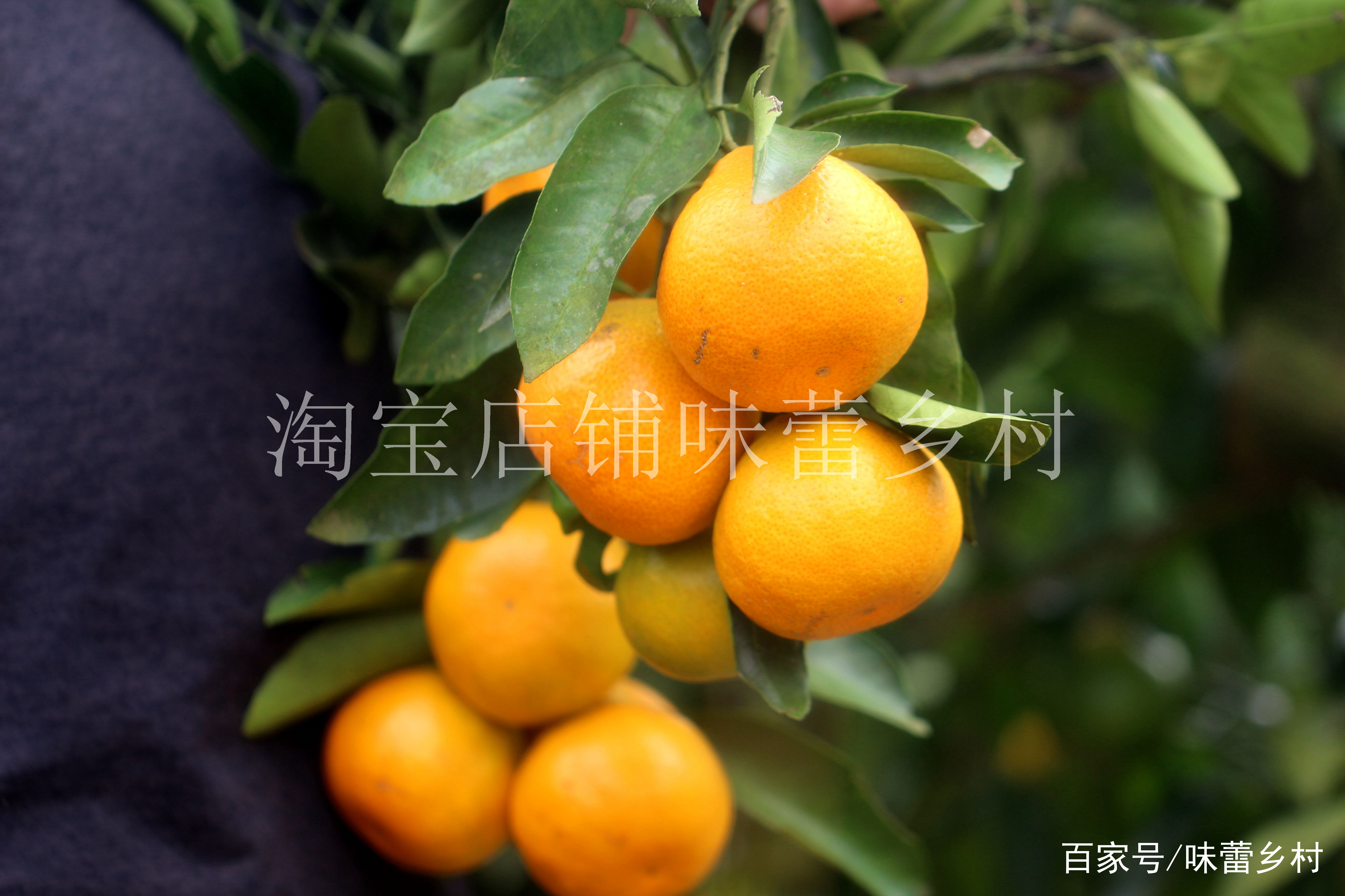 中国最好吃的橘子