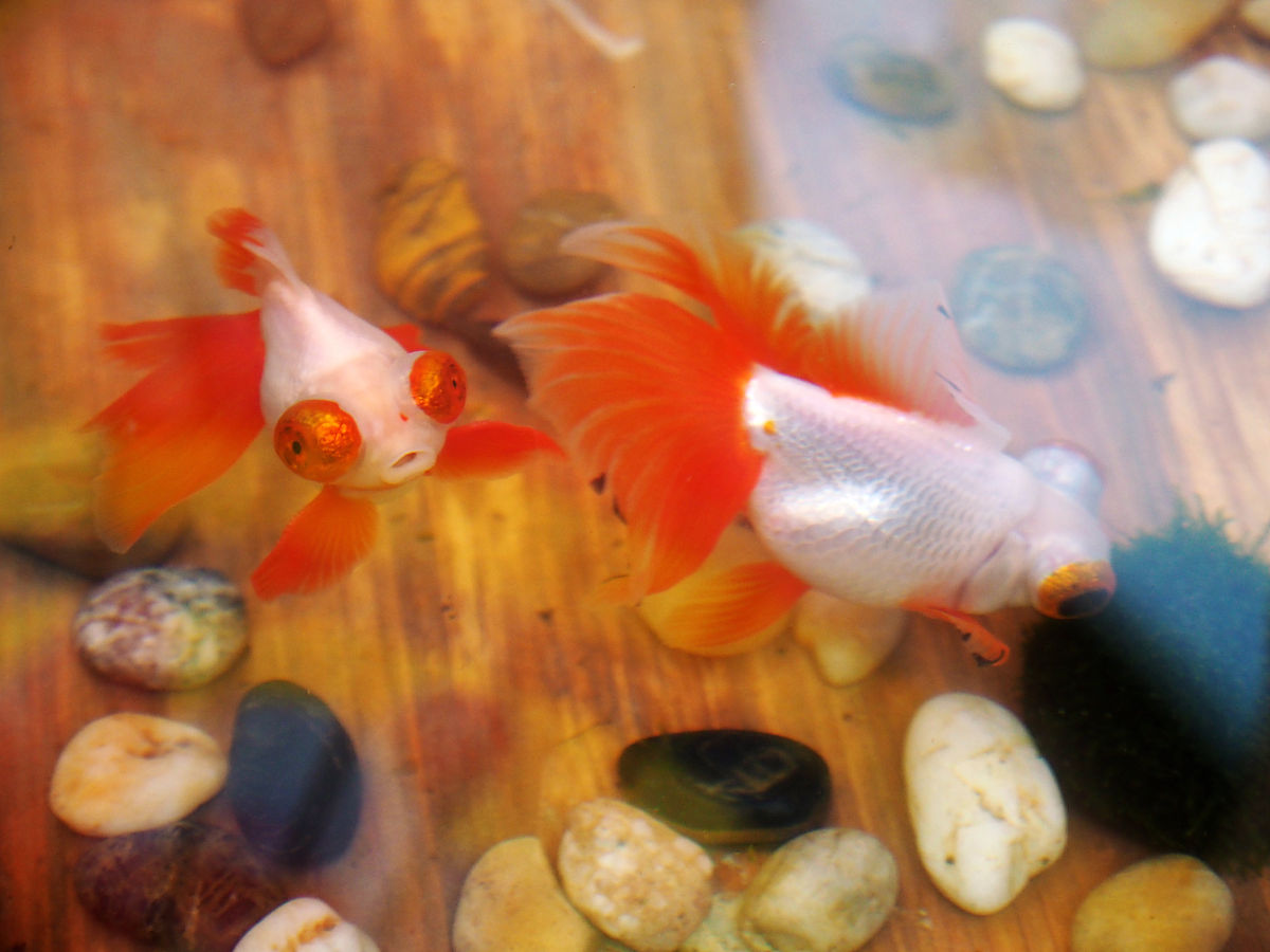 水族科学与技术专业学什么 主要课程有哪些
