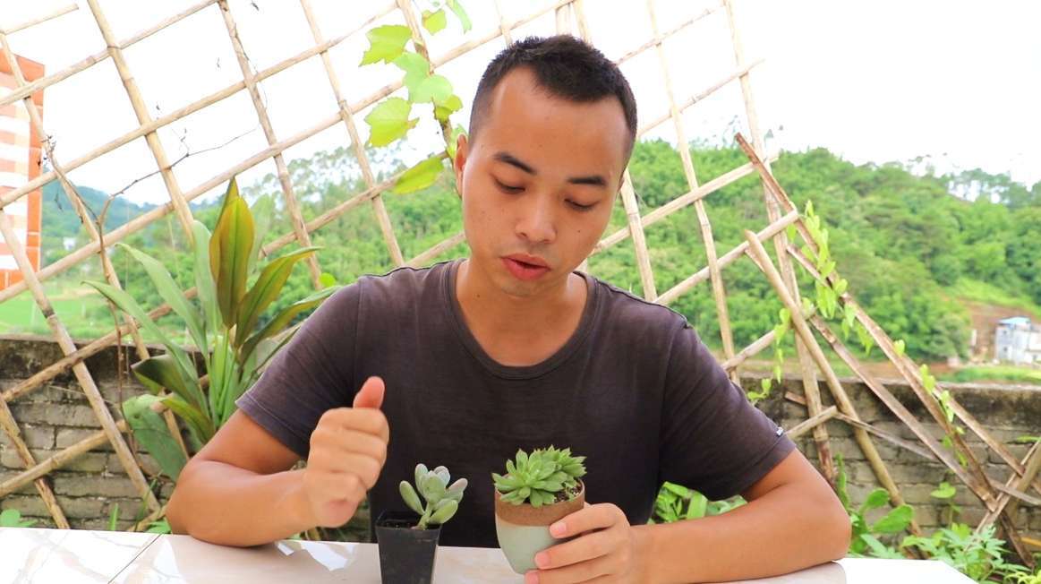 给多肉补水和施肥,要根据温度去改变,植株翠绿茂盛