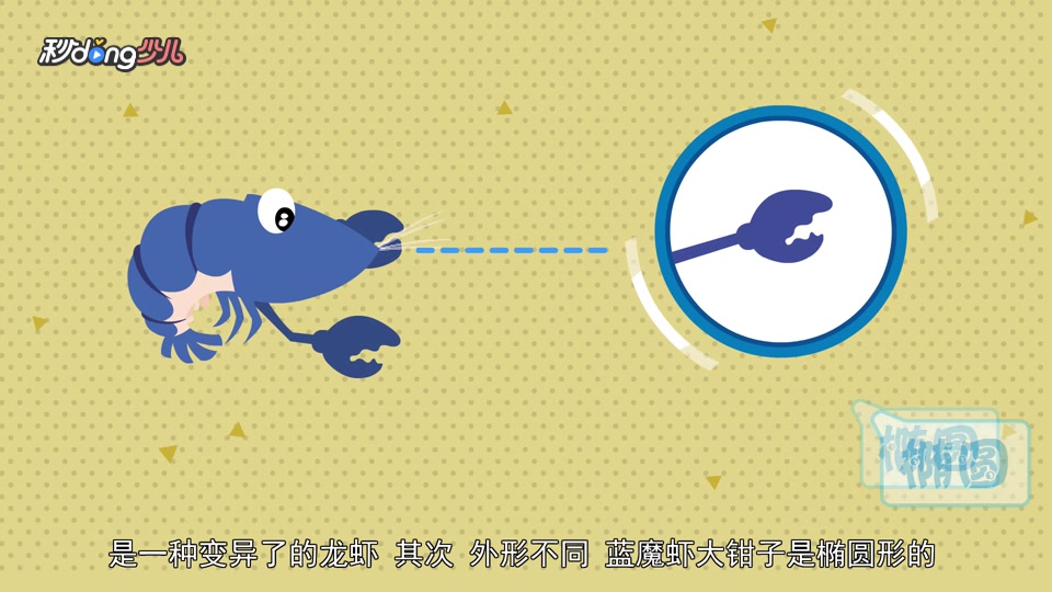 蓝色龙虾和蓝魔虾有什么区别?