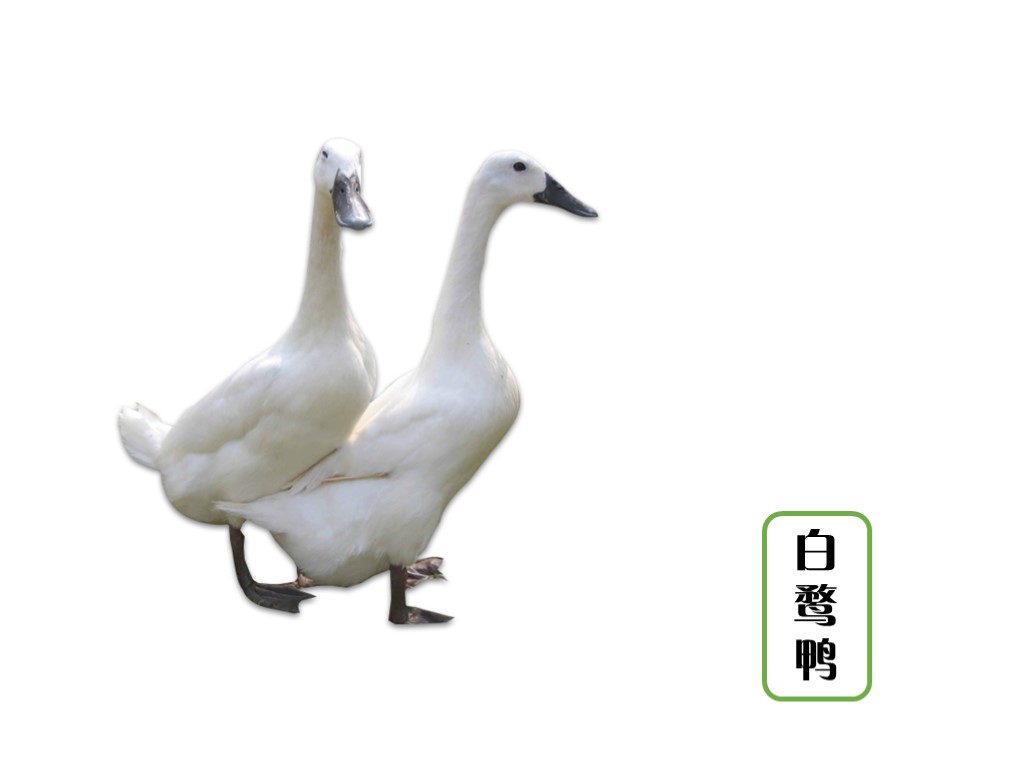 白鹜鸭即连城白鸭,是闽西名特产