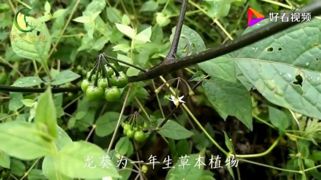 龙葵的功效与作用 你们了解多少呢