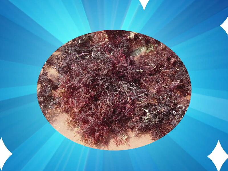 洋菜:洋菜,亦称琼脂、石花菜、大菜