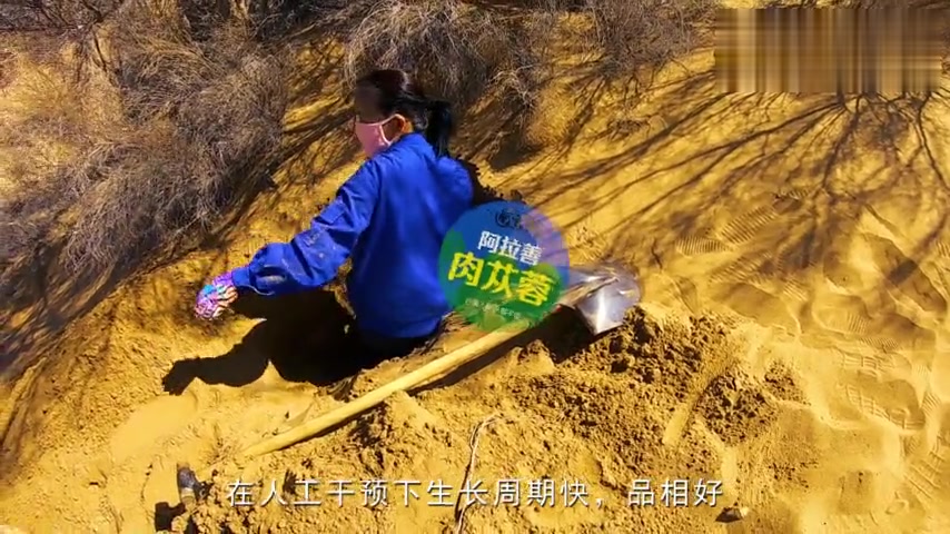 大漠探宝之沙漠契约——阿拉善肉苁蓉纪录片精简版