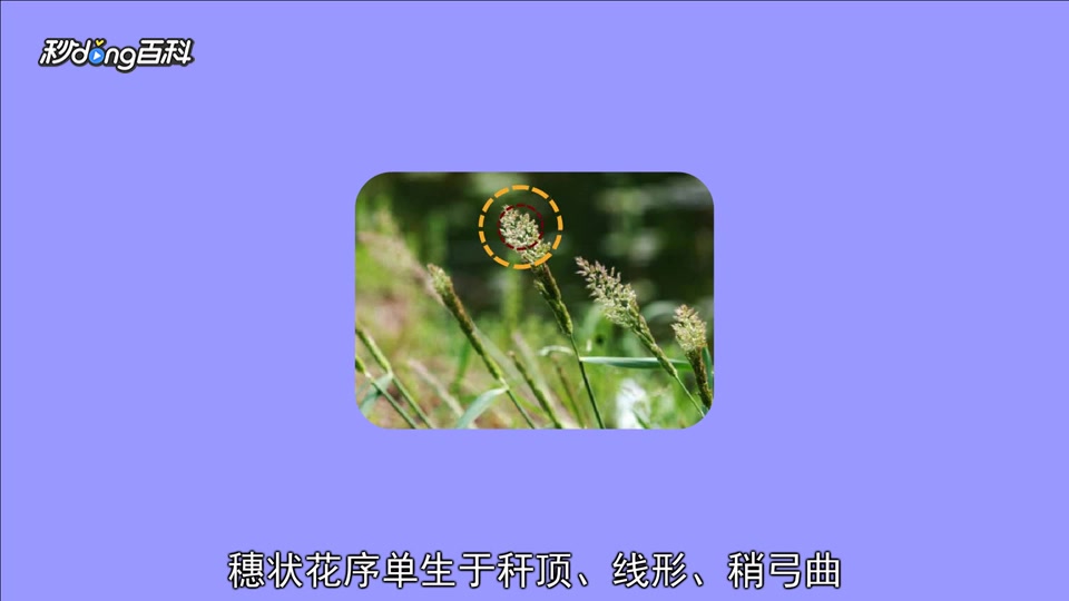 [图]原来小草属长这样