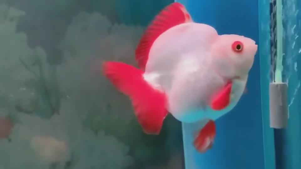 漂亮的十二红金鱼