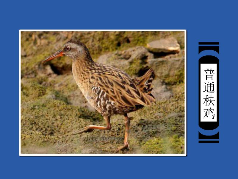 原来普通秧鸡长这样