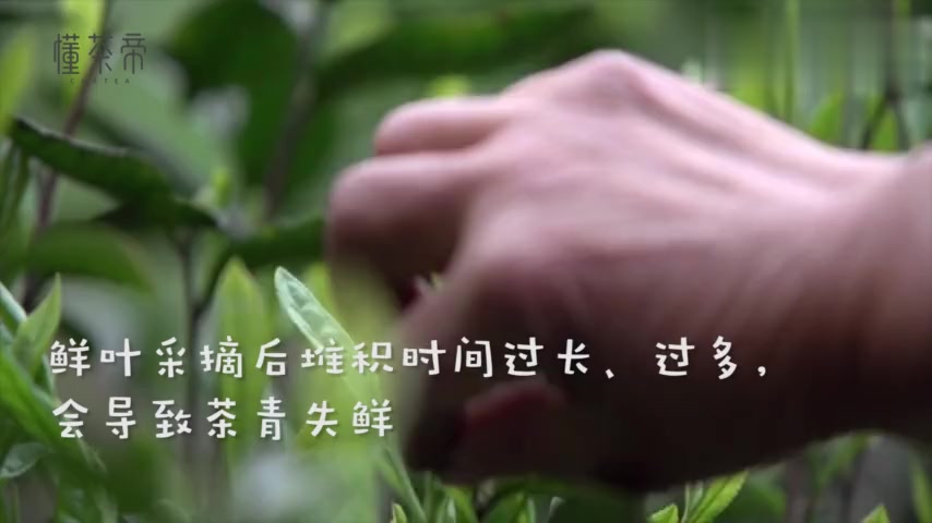 泡茶时茶汤浑浊,你该不该喝?这5种情况要区别对待