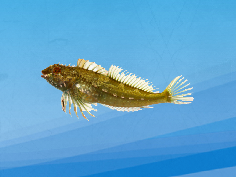 一分钟了解杂色杜父鱼