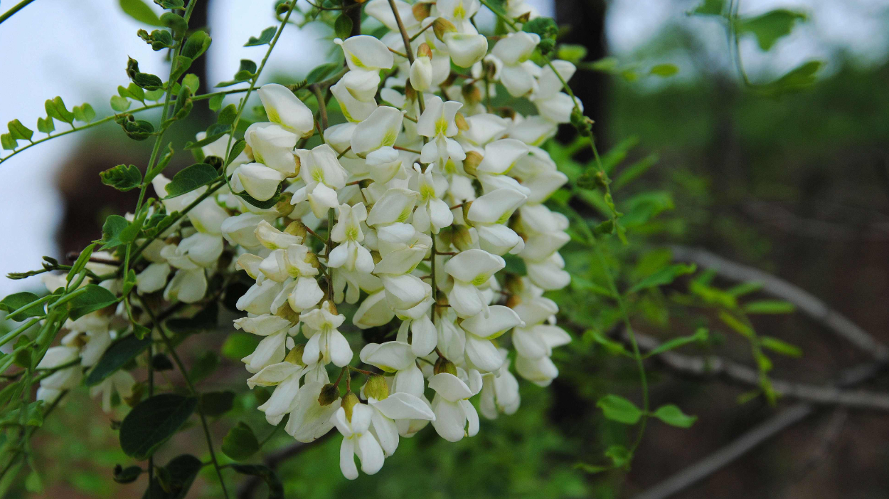 又到了吃槐花的季节了,你知道吃槐花有什么好处吗?赶快了解一下