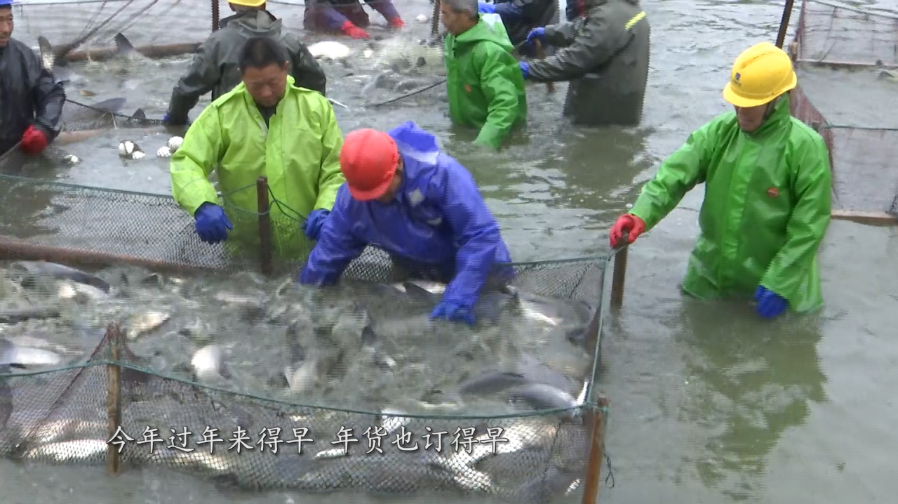 甘露青鱼火热开捕 元旦过后集中上市