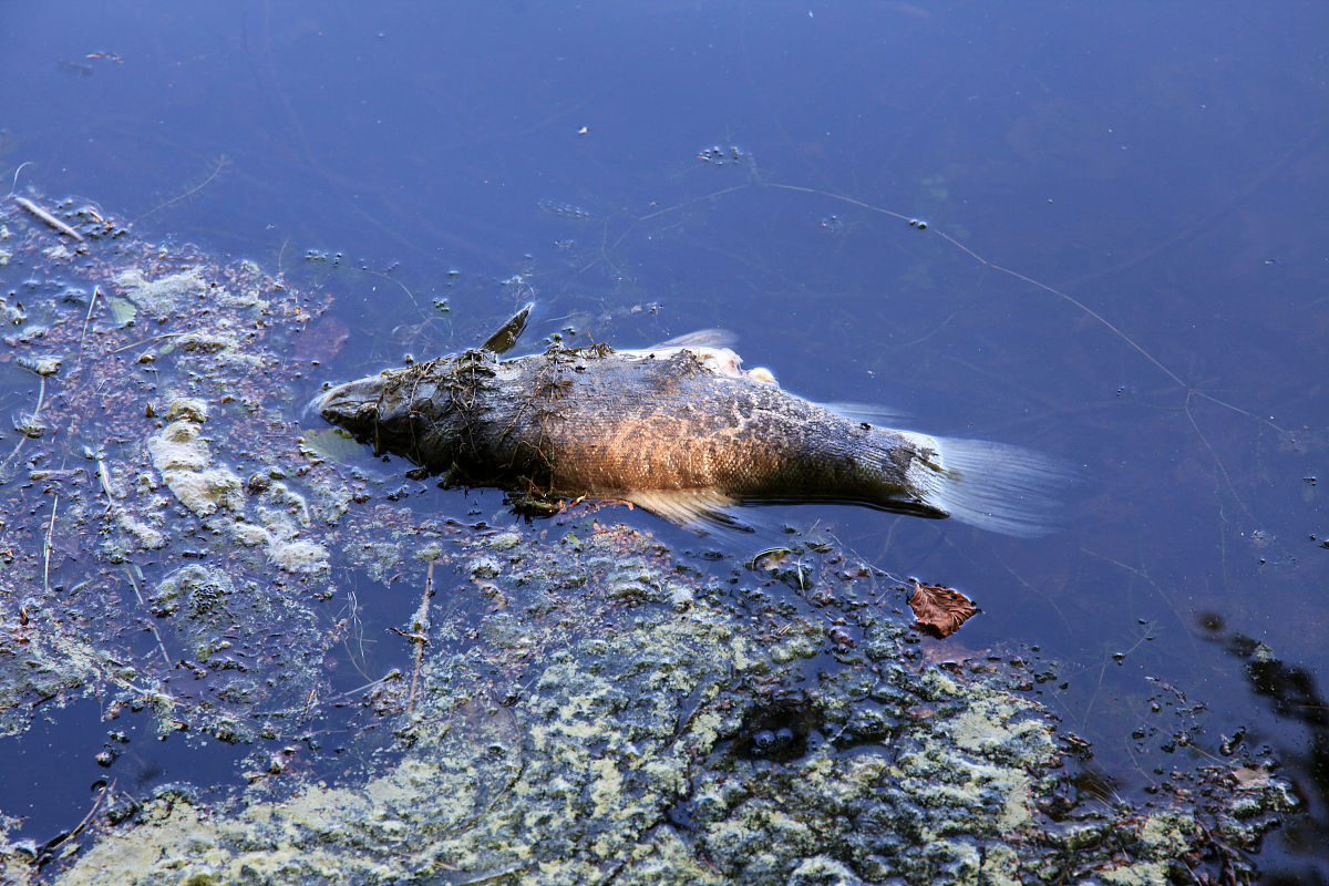 日本向太平洋排放核废水有什么大的潜在危险