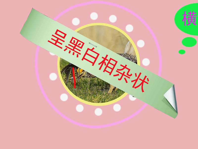 原来尖尾草原松鸡长这样