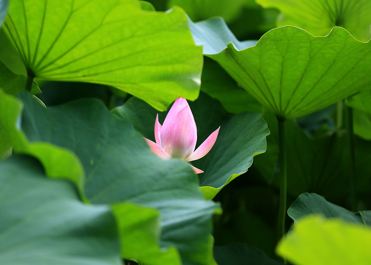 ***_***2017年6月15日,西安,又到了水芙蓉盛开的季节,她还有一个通俗