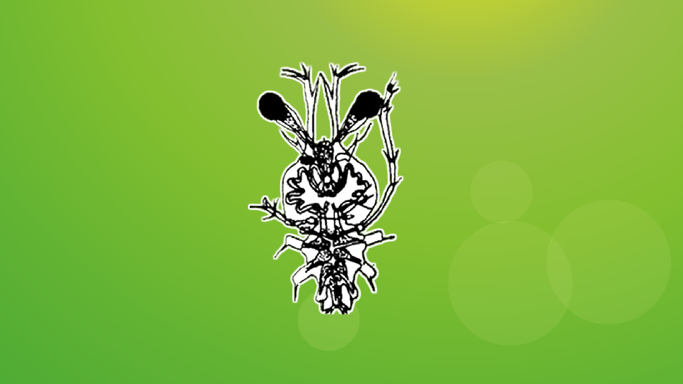 原来叶状幼体长这样