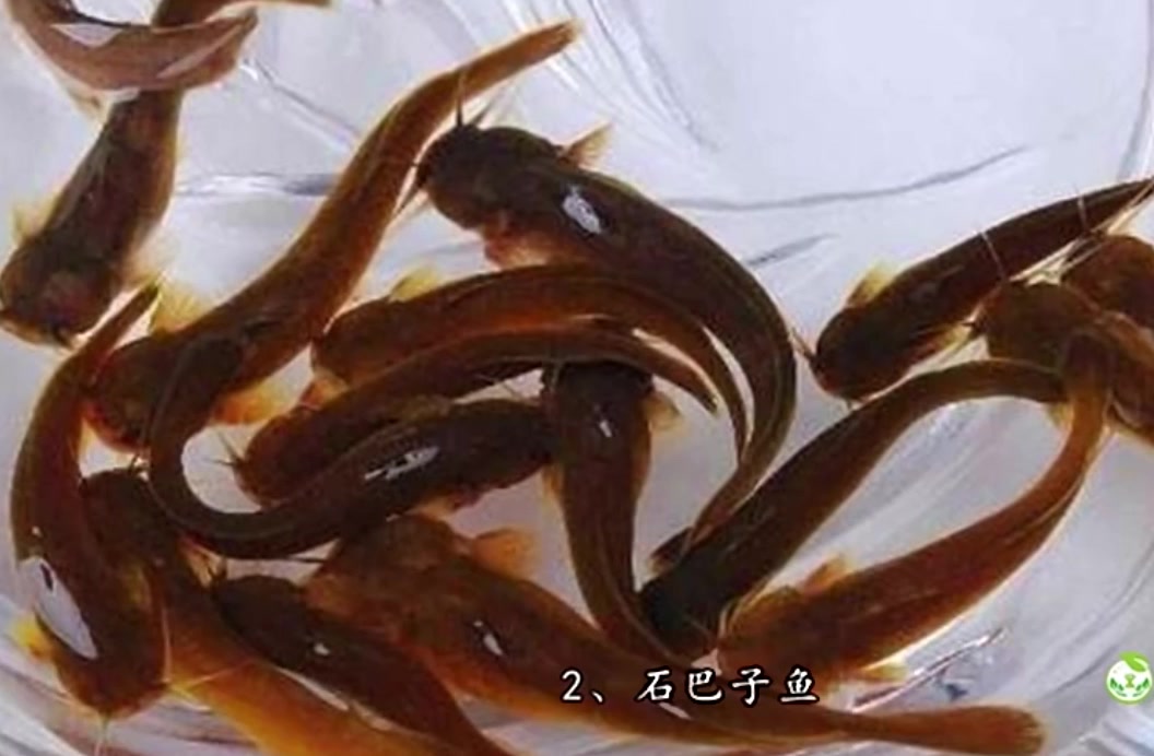 名贵的5中鱼,吃过一种是土豪,吃过两种是吹牛